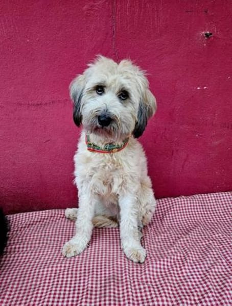 Püppi, schüchterne Hundedame, 1J.