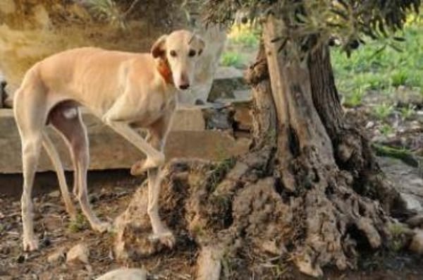 Vito sucht seine Familie ❤