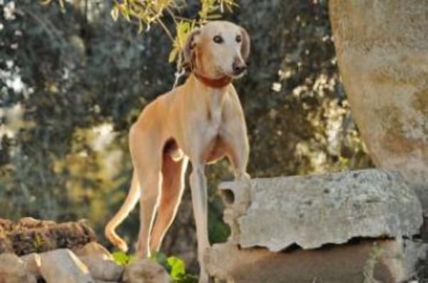 Vito sucht seine Familie ❤