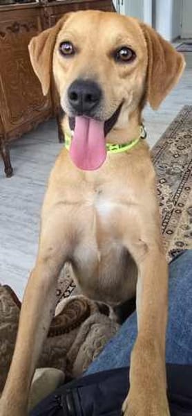 Fitz (zur Pflege in 59423 Unna)