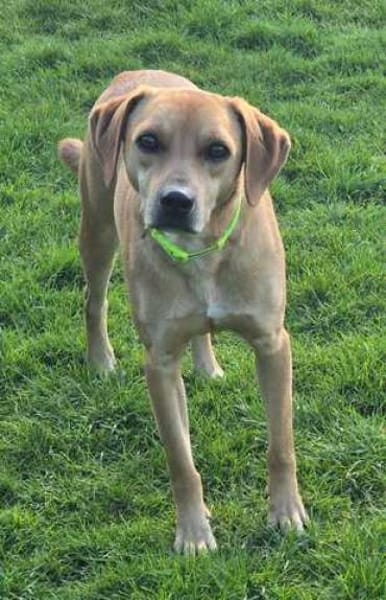 Fitz (zur Pflege in 59423 Unna)