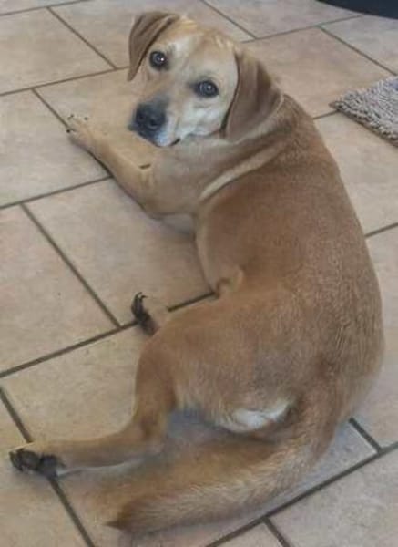 Fitz (zur Pflege in 59423 Unna)