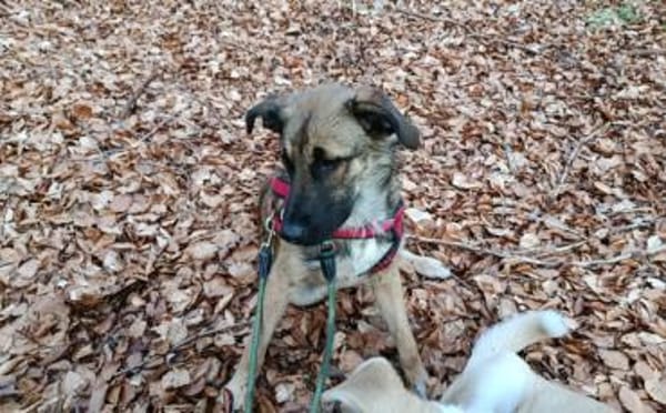 Scheues Hundekind Lucy sucht Heimat