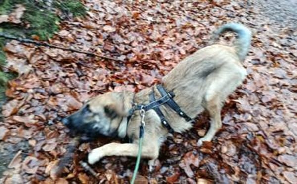 Scheues Hundekind Lucy sucht Heimat