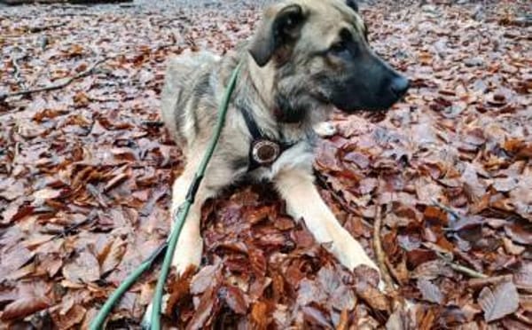 Scheues Hundekind Lucy sucht Heimat