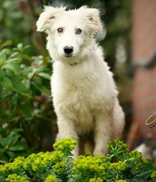 Gaia im Tierheim Lüdinghausen