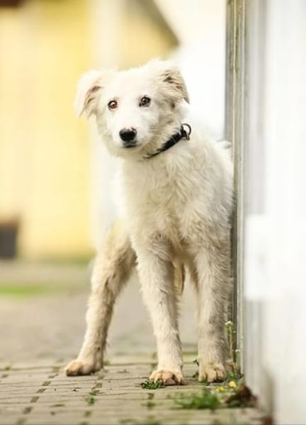 Gaia im Tierheim Lüdinghausen