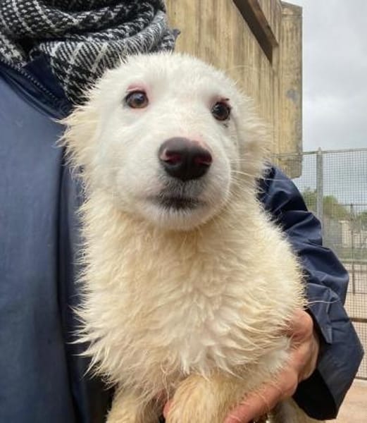 Gaia im Tierheim Lüdinghausen