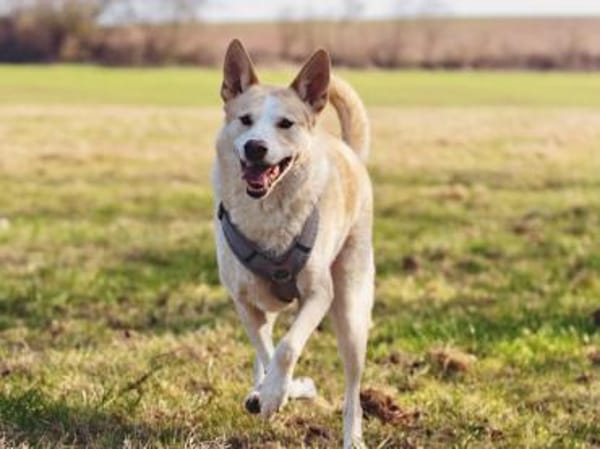 Toto sucht erfahrene Hundehalter