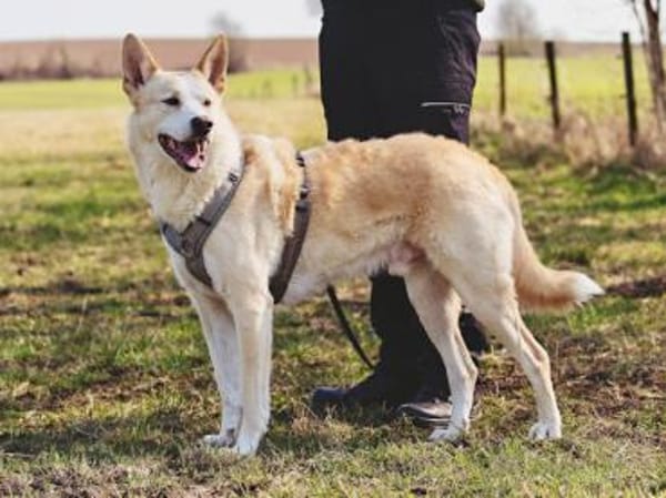 Toto sucht erfahrene Hundehalter