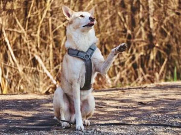 Toto sucht erfahrene Hundehalter