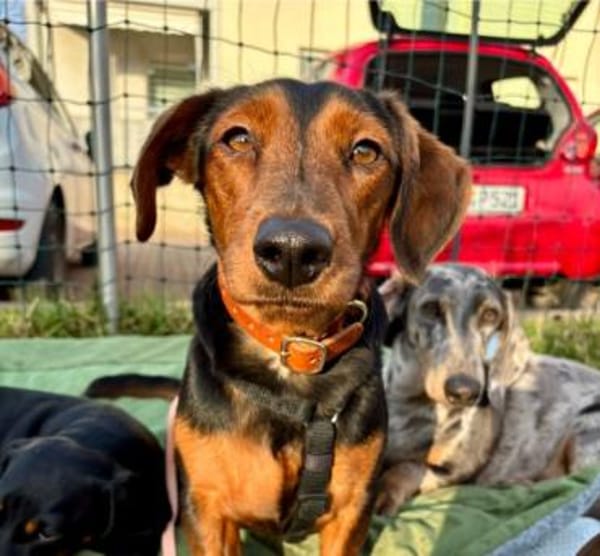 Nolang, schüchterner Herzenshund, ca. 1