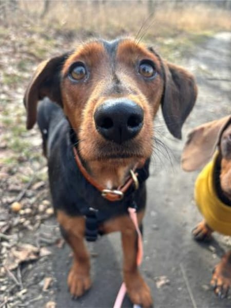 Nolang, schüchterner Herzenshund, ca. 1