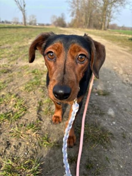 Nolang, schüchterner Herzenshund, ca. 1