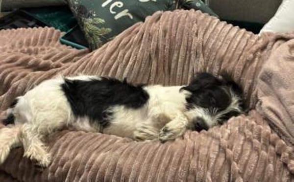 Zuhause gesucht für Malu