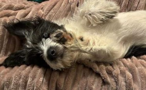 Zuhause gesucht für Malu