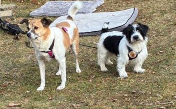 Zuhause gesucht für Malu