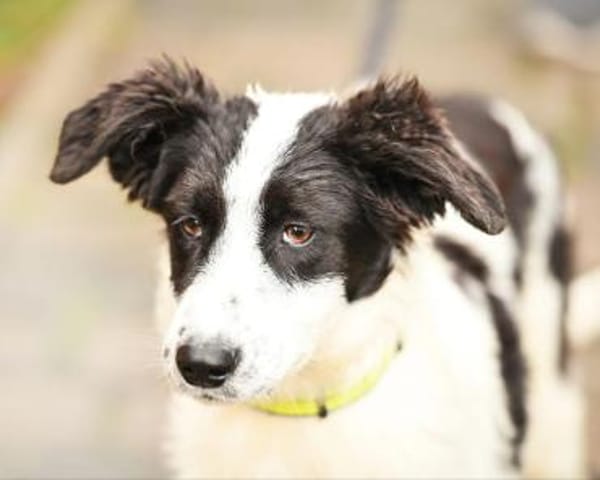 Geranea im Tierheim Lüdinghausen