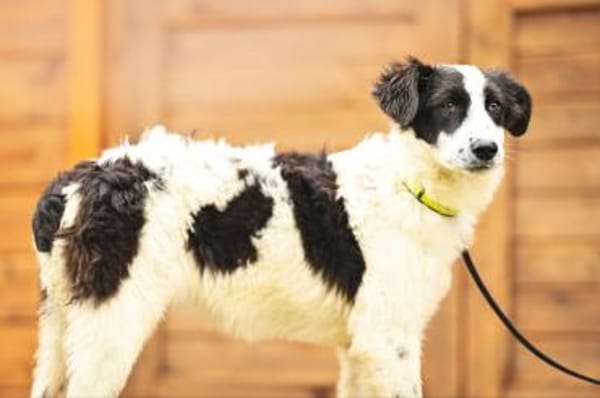 Geranea im Tierheim Lüdinghausen