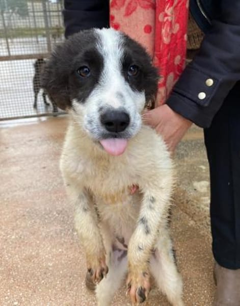 Geranea im Tierheim Lüdinghausen