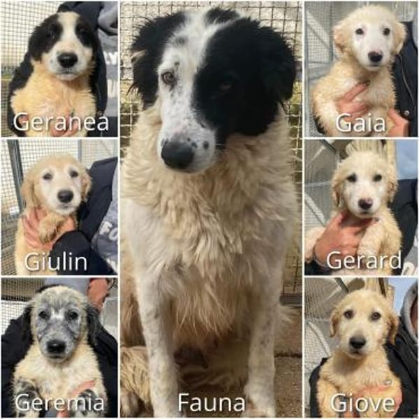 Geranea im Tierheim Lüdinghausen