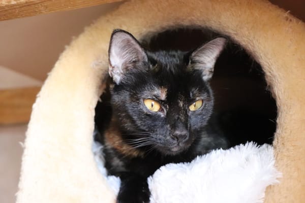 NOISETTE (réservée)