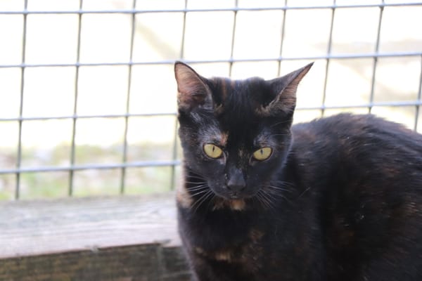 NOISETTE (réservée)