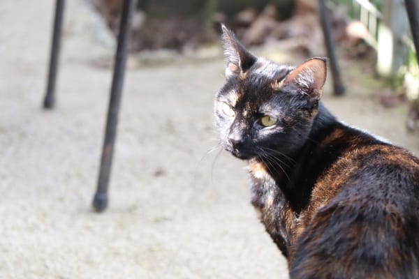 NOISETTE (réservée)