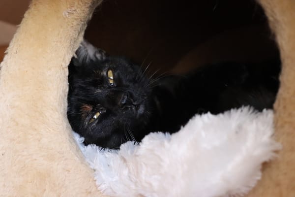 NOISETTE (réservée)