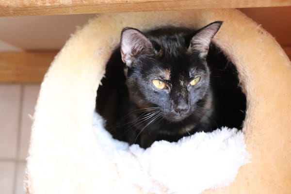 NOISETTE (réservée)