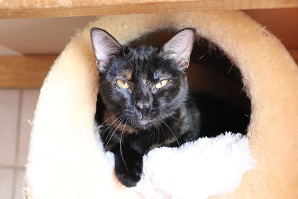 NOISETTE (réservée)