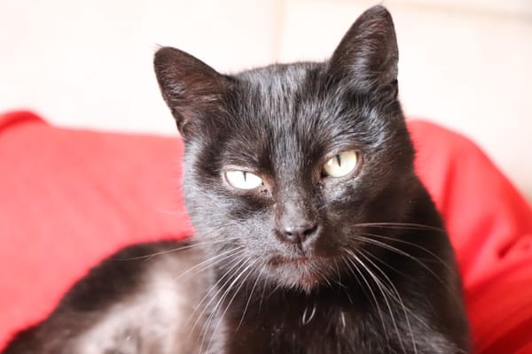 BAGHERA (réservée)