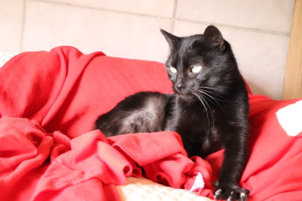 BAGHERA (réservée)