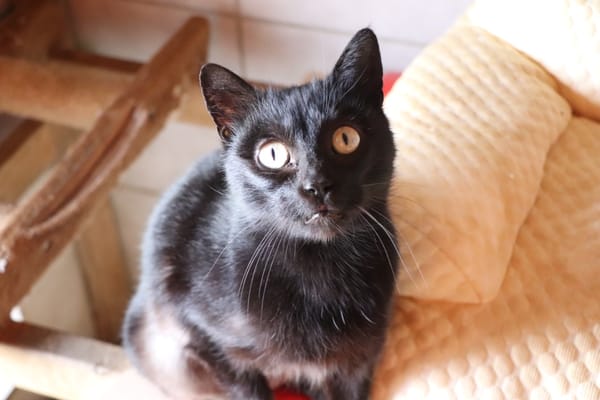 BAGHERA (réservée)