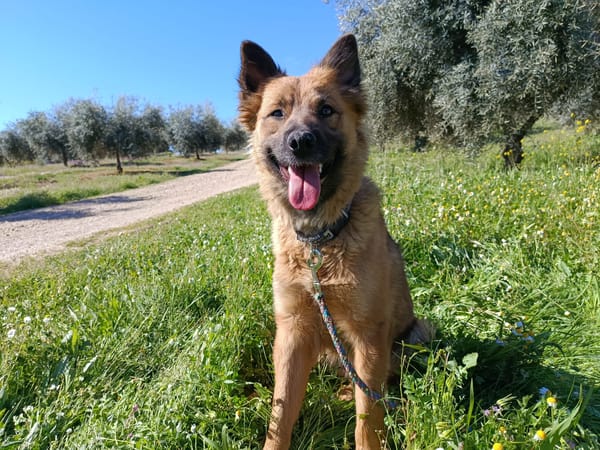 CALYPSO (Union Animal)