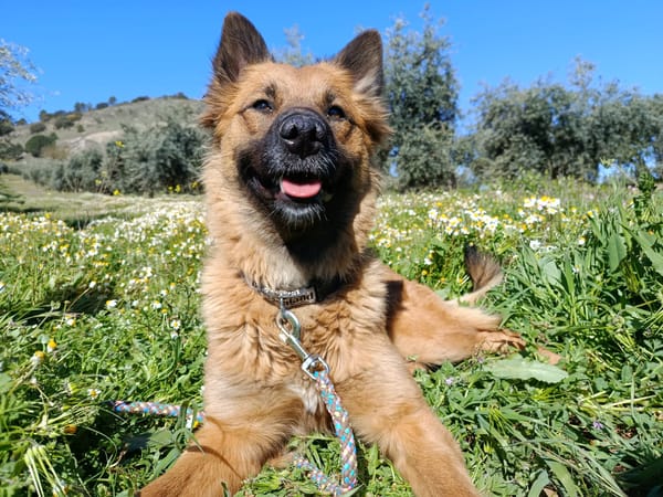 CALYPSO (Union Animal)