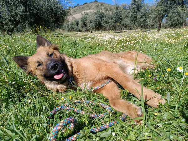 CALYPSO (Union Animal)