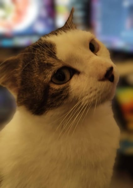 Dofi - URGENCE ADOPTION