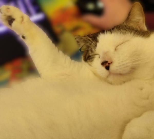 Dofi - URGENCE ADOPTION