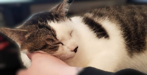 Dofi - URGENCE ADOPTION