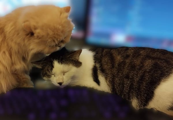 Dofi - URGENCE ADOPTION