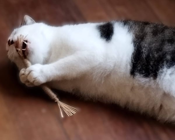 Dofi - URGENCE ADOPTION