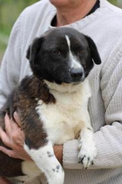 Batida - liebenswerte, kleine Hündin