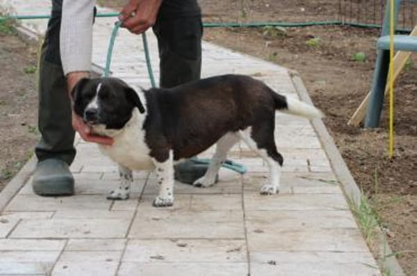 Batida - liebenswerte, kleine Hündin
