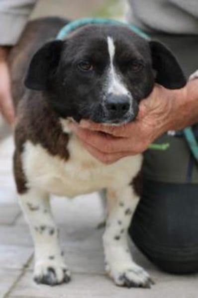 Batida - liebenswerte, kleine Hündin