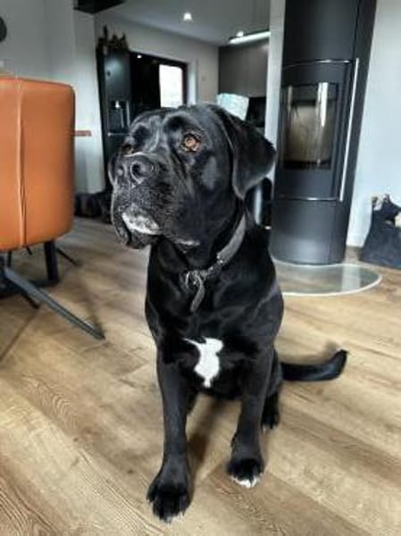 Traumhündin Karma sucht ihr Zuhause