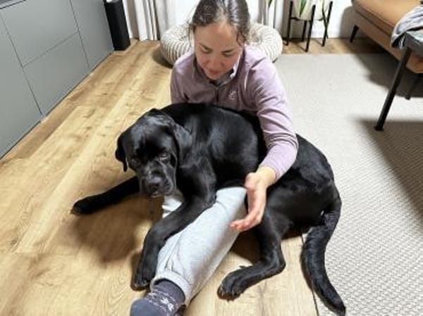 Traumhündin Karma sucht ihr Zuhause