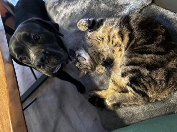 Traumhündin Karma sucht ihr Zuhause