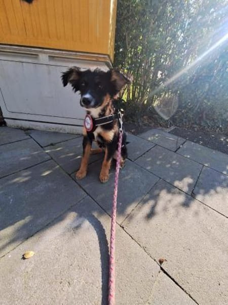 🐾🌻Lotte sucht ihr Glück🐾🌻