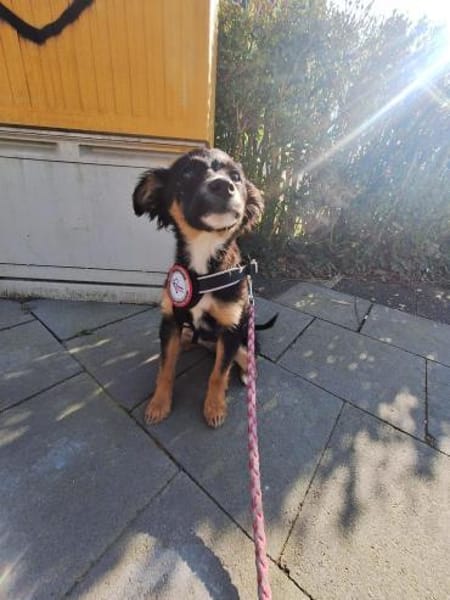 🐾🌻Lotte sucht ihr Glück🐾🌻